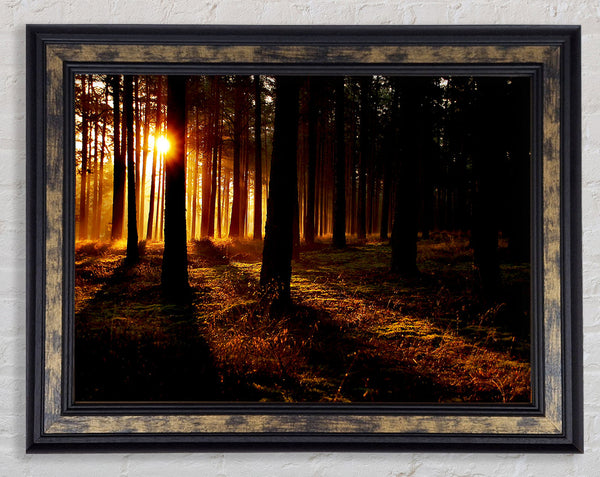 Woodland Sun Blaze Framed Print