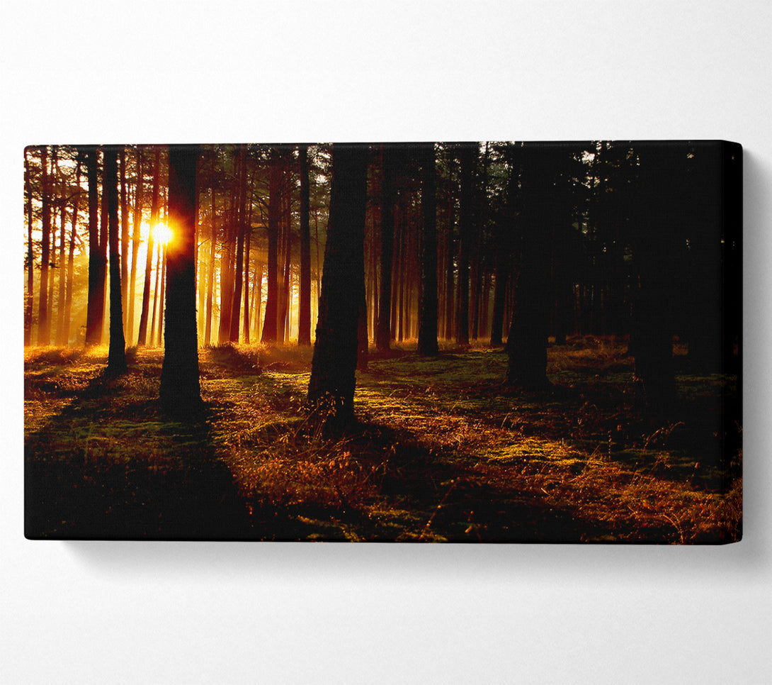  A Canvas Print of Woodland Sun Blaze Canvas Art