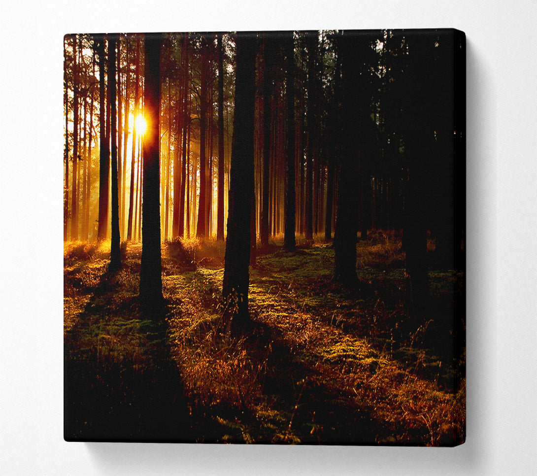  A Canvas Print of Woodland Sun Blaze Canvas Art
