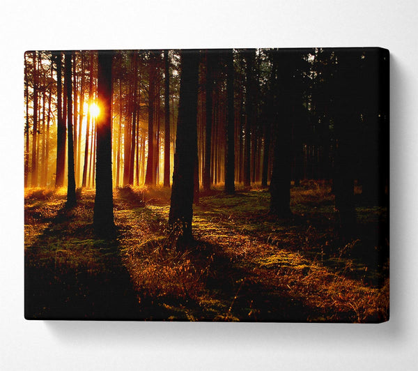  A Canvas Print of Woodland Sun Blaze Canvas Art