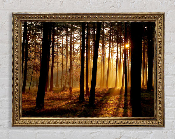 Morning Woodland Sun Mist Framed Print