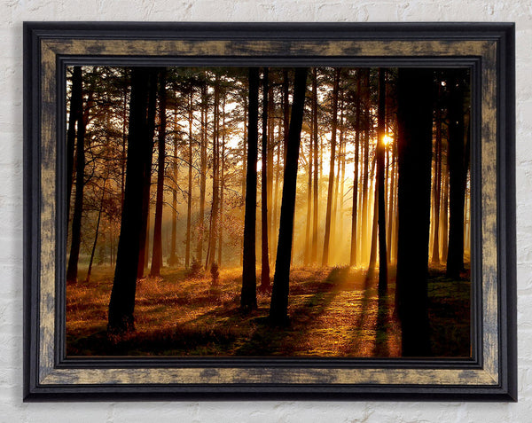 Morning Woodland Sun Mist Framed Print