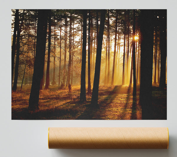 Morning Woodland Sun Mist Print