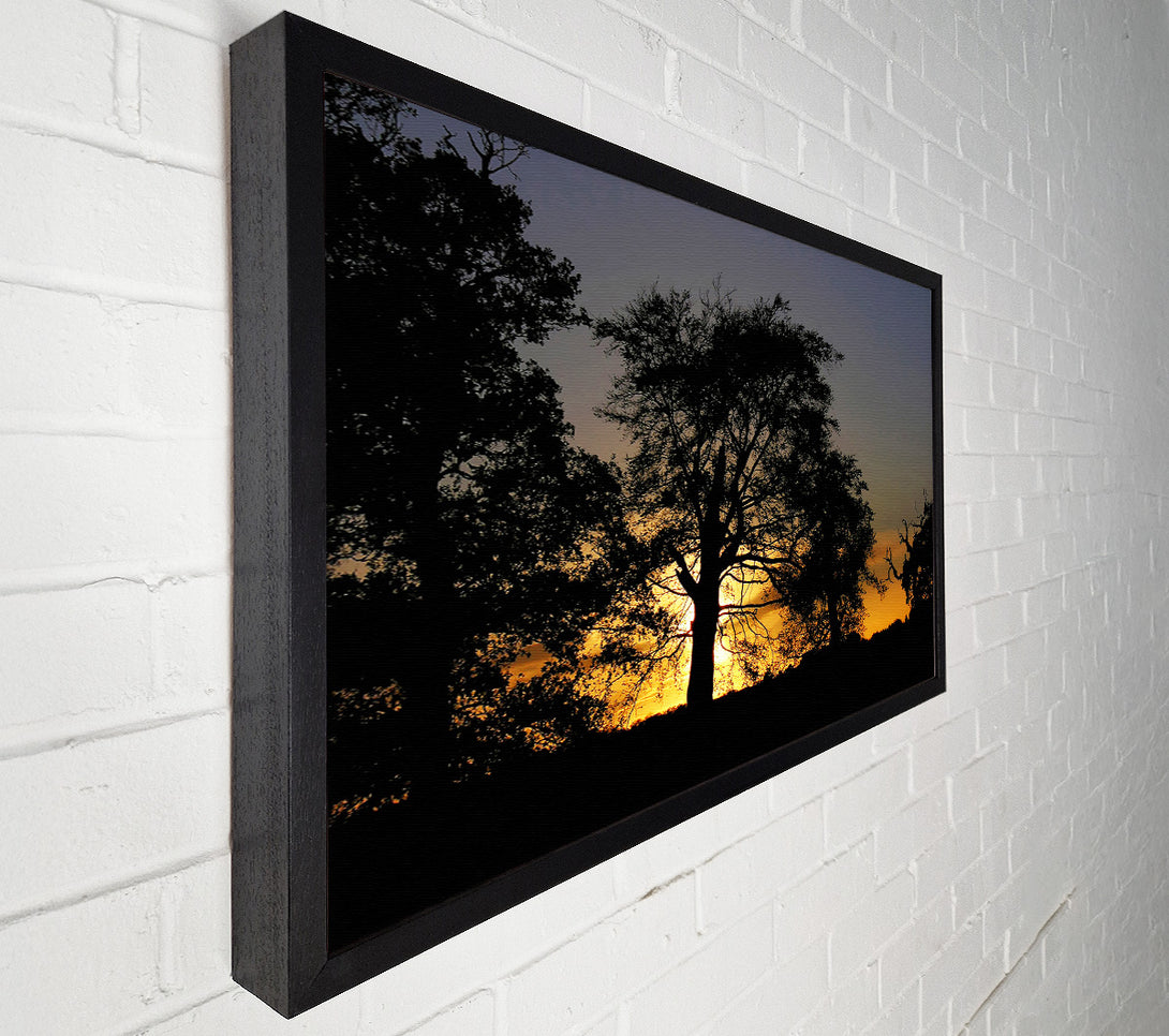  A Canvas Print of Morning Sun Trees Canvas Print