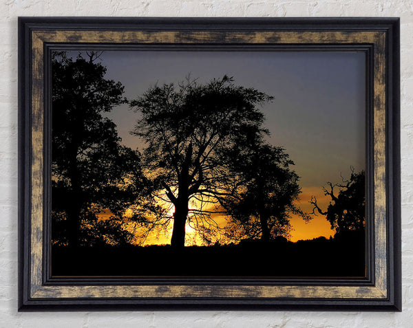 Morning Sun Trees Framed Print