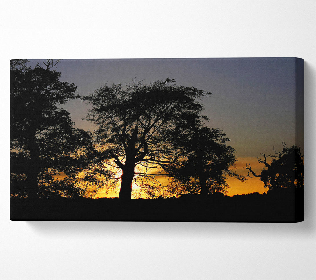  A Canvas Print of Morning Sun Trees Canvas Print