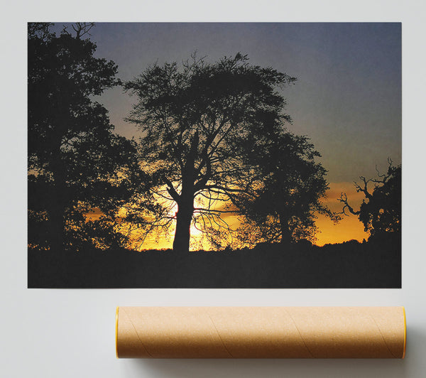 Morning Sun Trees Giclee Print