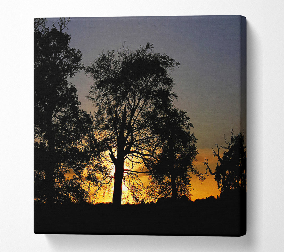  A Canvas Print of Morning Sun Trees Canvas Print