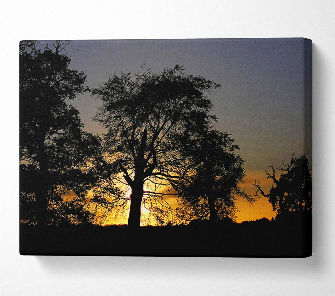  A Canvas Print of Morning Sun Trees Canvas Print