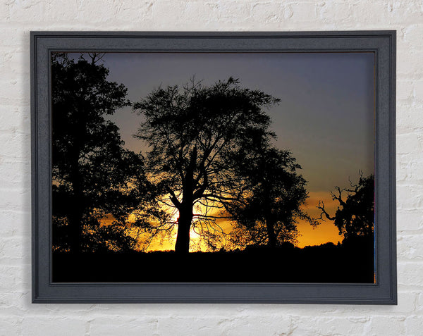Morning Sun Trees Framed Print
