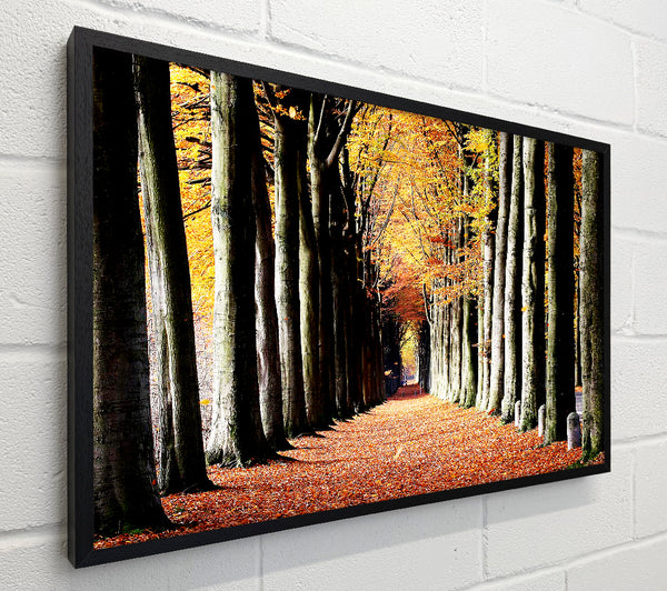 Woodland Walk