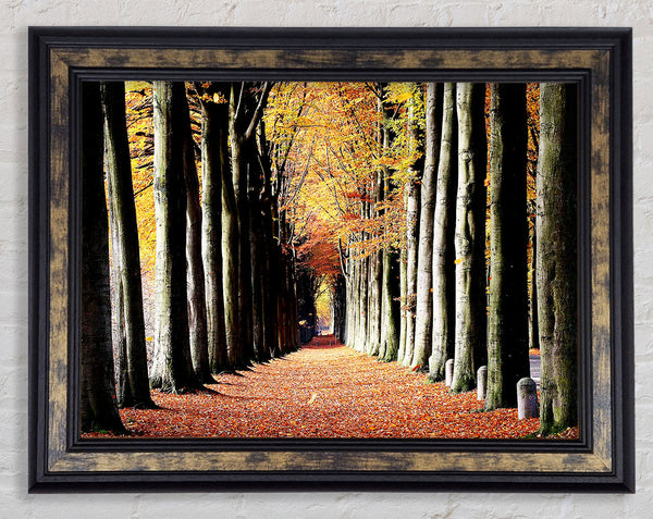 Woodland Walk Framed Print