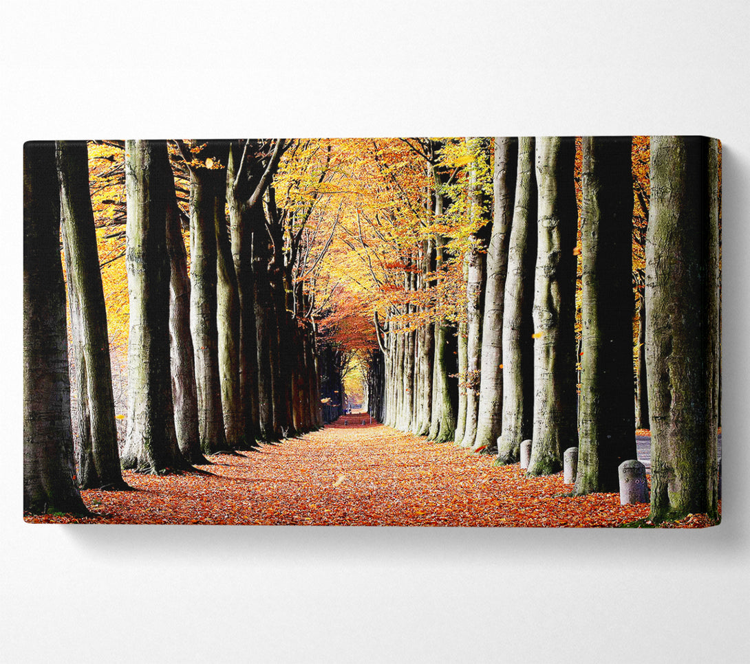 A Canvas Print of Woodland Walk Canvas Wall Art