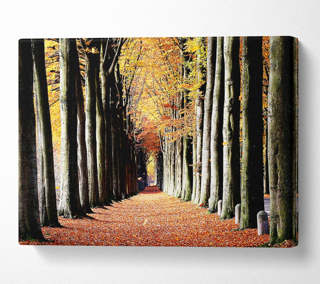  A Canvas Print of Woodland Walk Canvas Wall Art