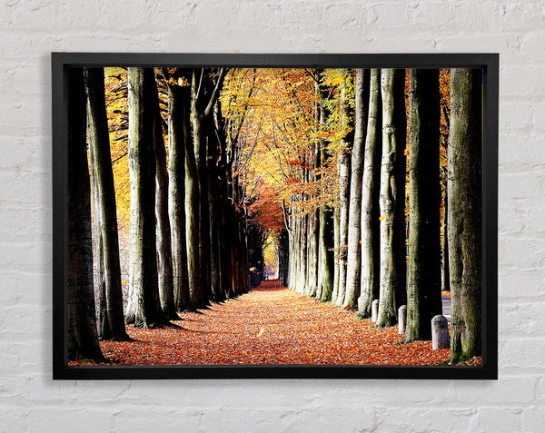Woodland Walk Framed Print