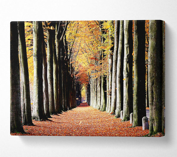  A Canvas Print of Woodland Walk Canvas Wall Art