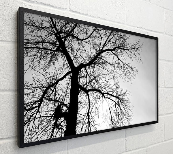 Winter Branches In The Sun B n W