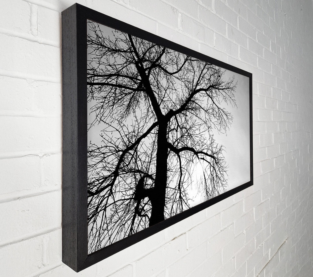  A Canvas Print of Winter Branches In The Sun B n W Canvas Wall Art