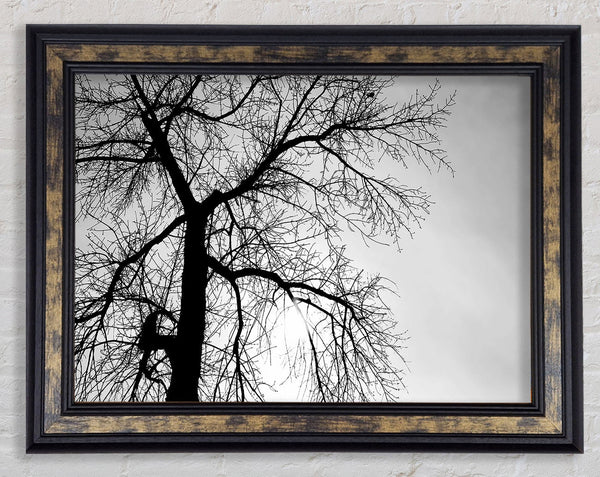 Winter Branches In The Sun B n W Framed Print