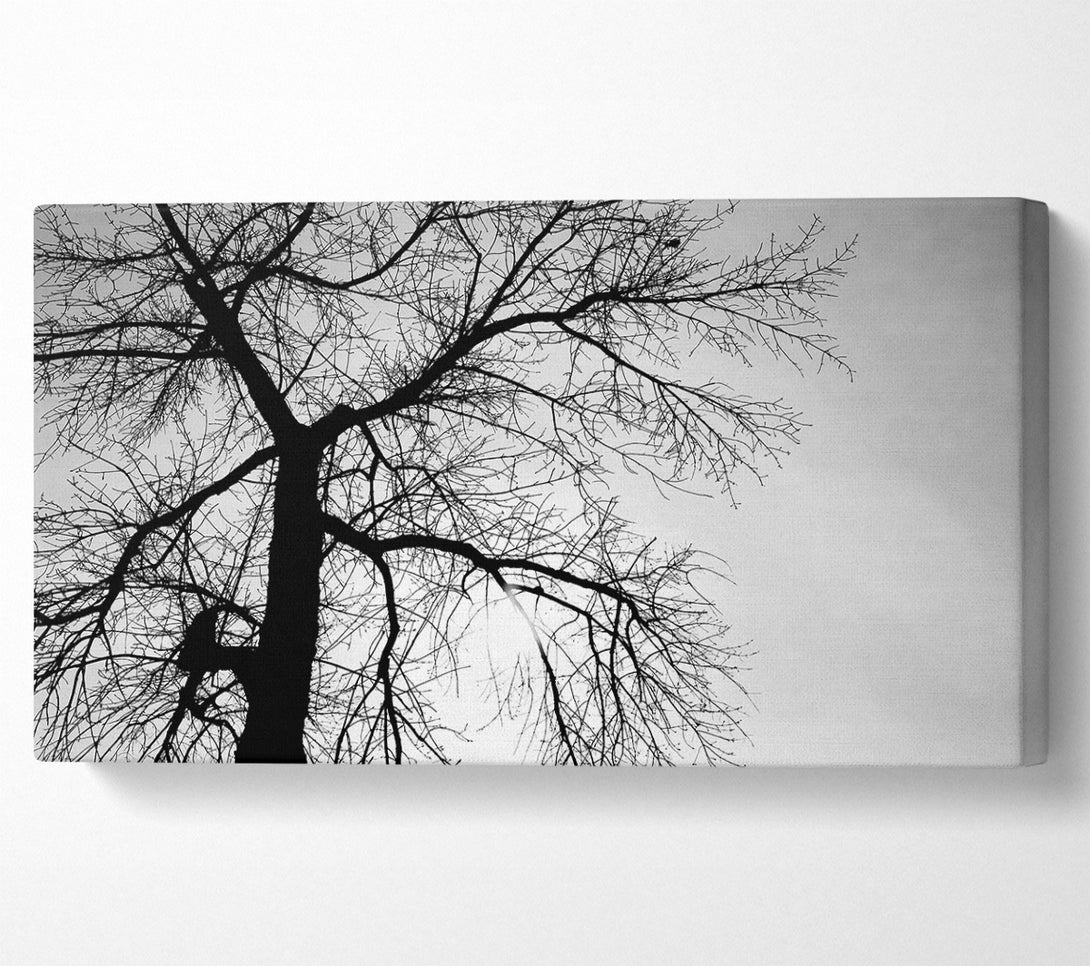  A Canvas Print of Winter Branches In The Sun B n W Canvas Wall Art