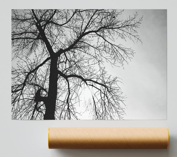 Winter Branches In The Sun B N W Poster