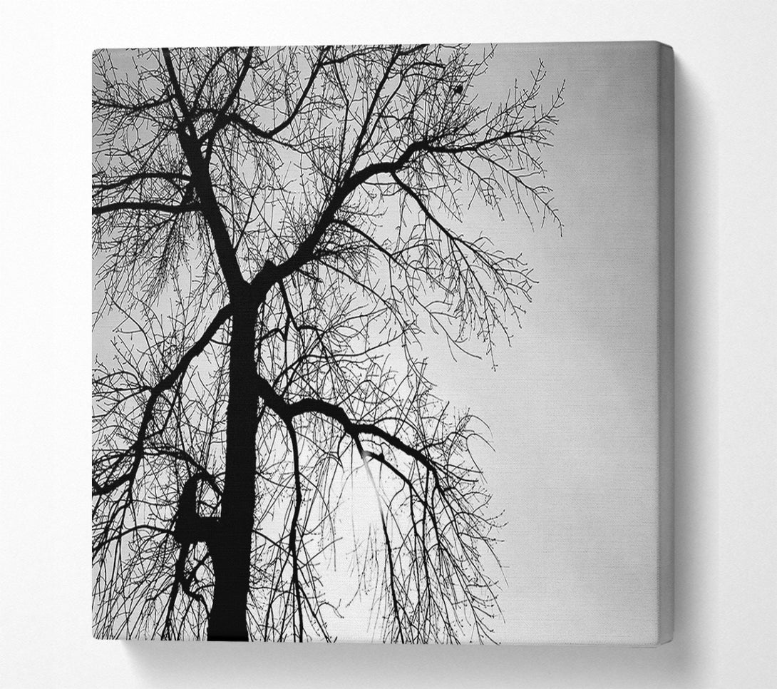  A Canvas Print of Winter Branches In The Sun B n W Canvas Wall Art