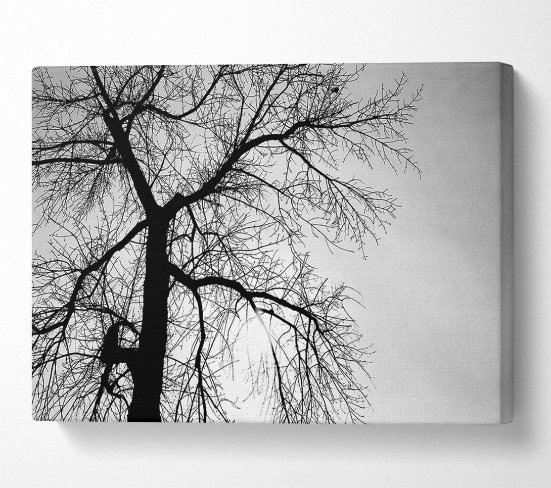  A Canvas Print of Winter Branches In The Sun B n W Canvas Wall Art
