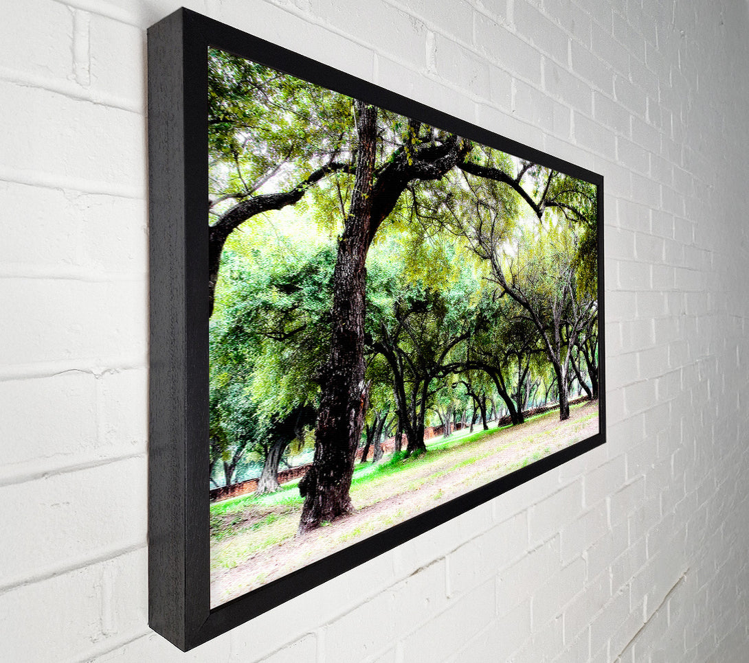  A Canvas Print of Ancient Woodland Trees Canvas Wall Art