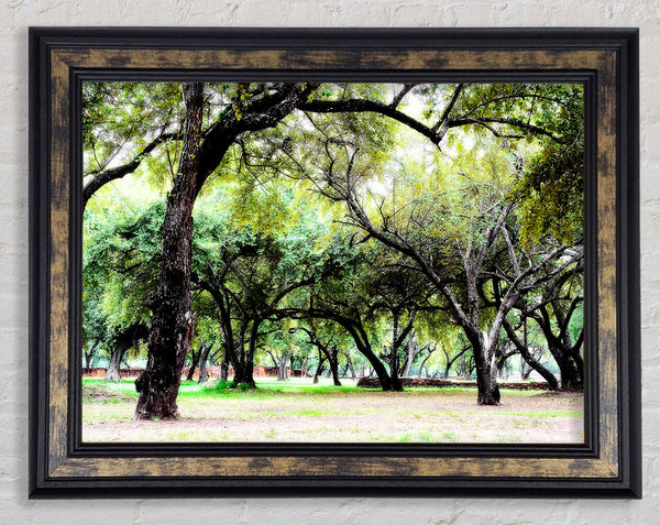 Ancient Woodland Trees Framed Print