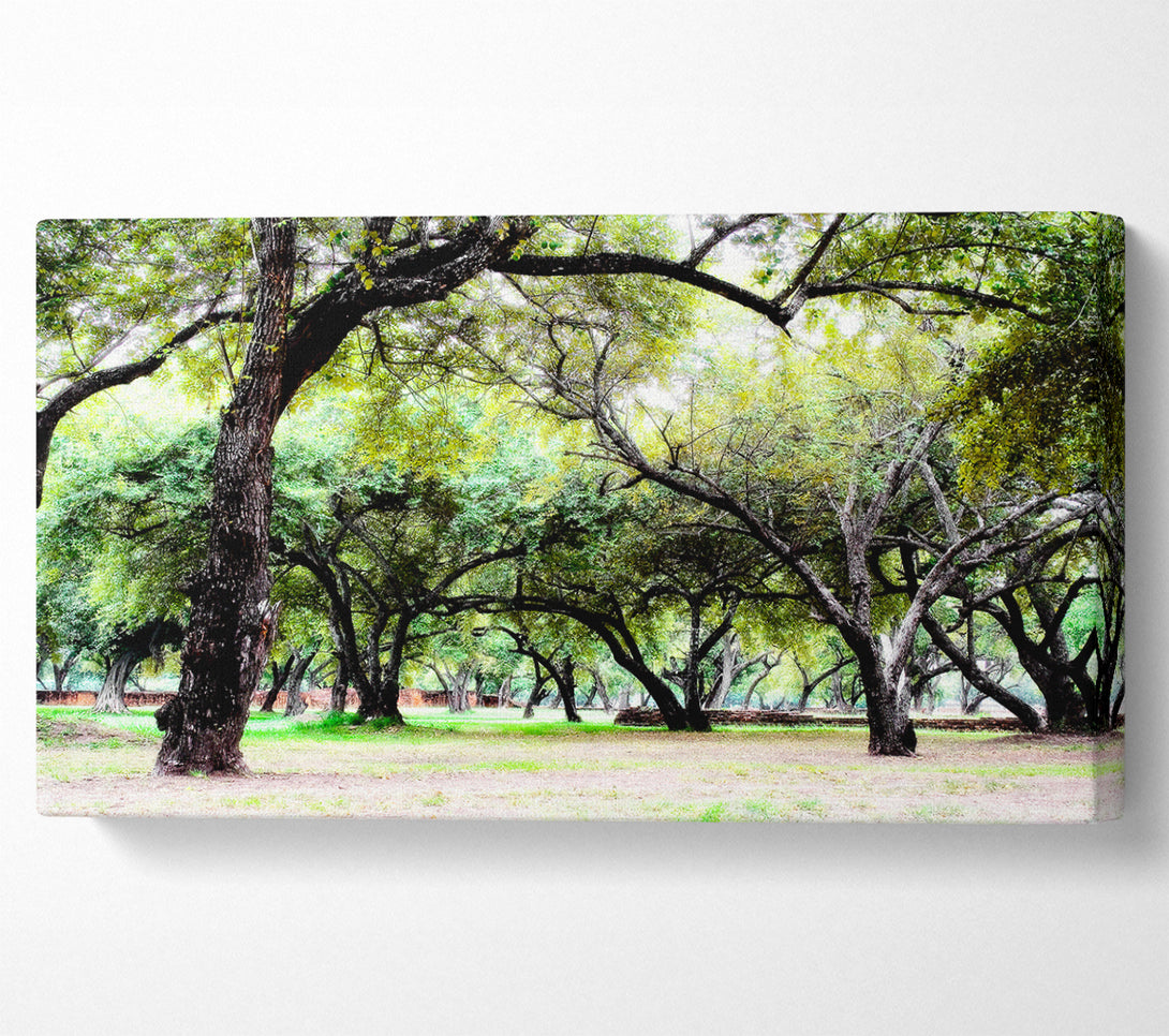  A Canvas Print of Ancient Woodland Trees Canvas Wall Art
