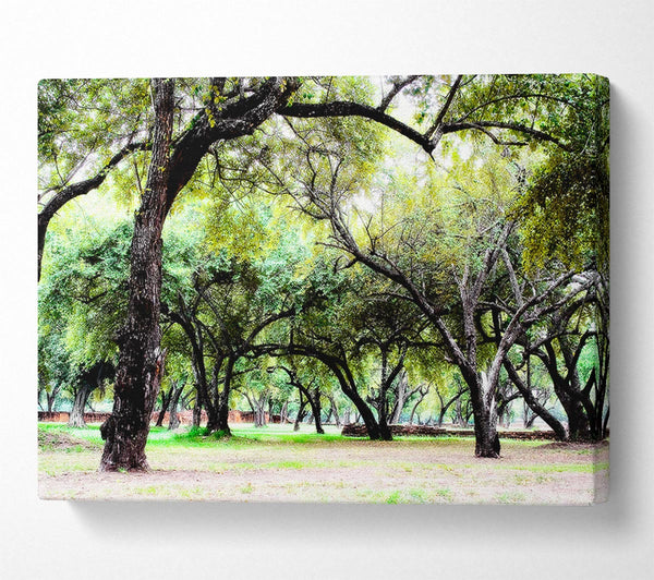  A Canvas Print of Ancient Woodland Trees Canvas Wall Art