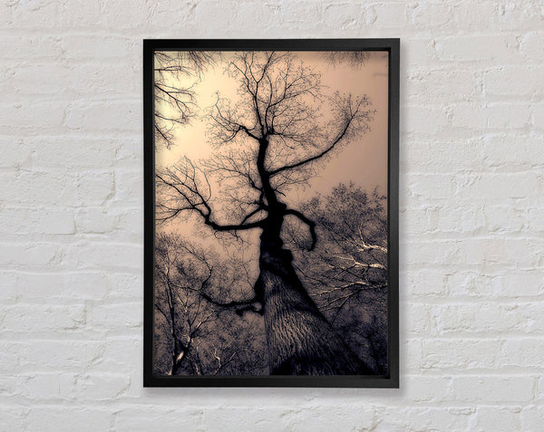 The Bare Winter Tree Framed Print
