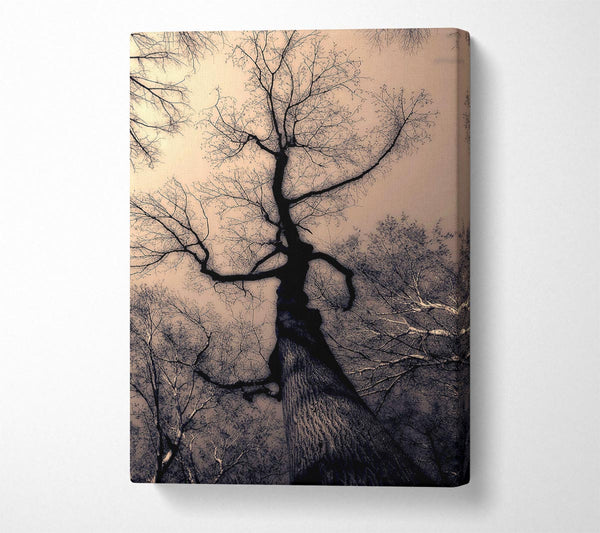  A Canvas Print of The Bare Winter Tree Canvas Art