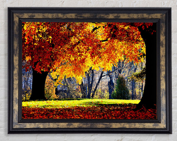 The Golden Autumn Tree Framed Print