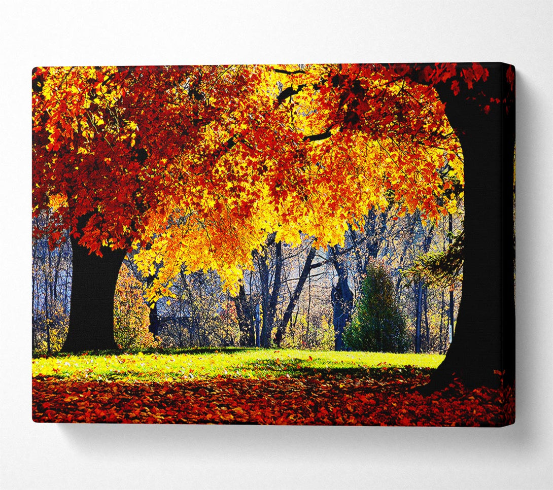  A Canvas Print of The Golden Autumn Tree Canvas Print
