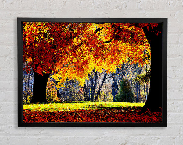 The Golden Autumn Tree Framed Print