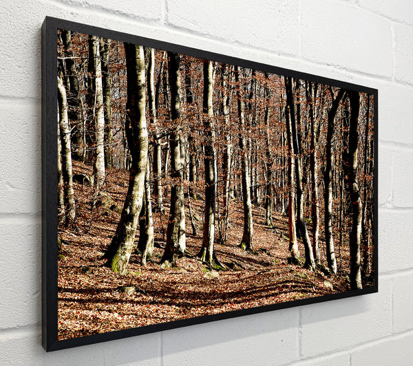 Woodland Beauty