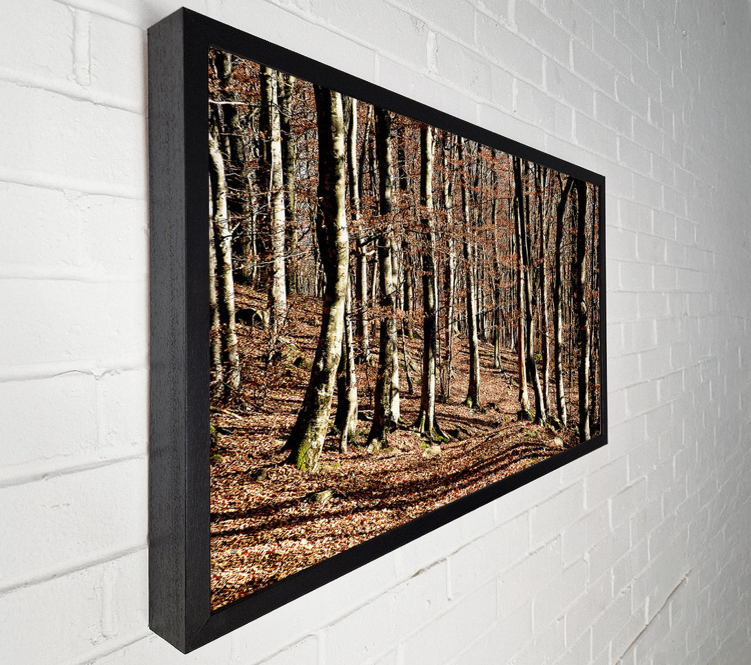  A Canvas Print of Woodland Beauty Canvas Art