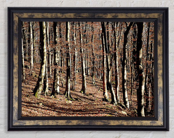 Woodland Beauty Framed Print