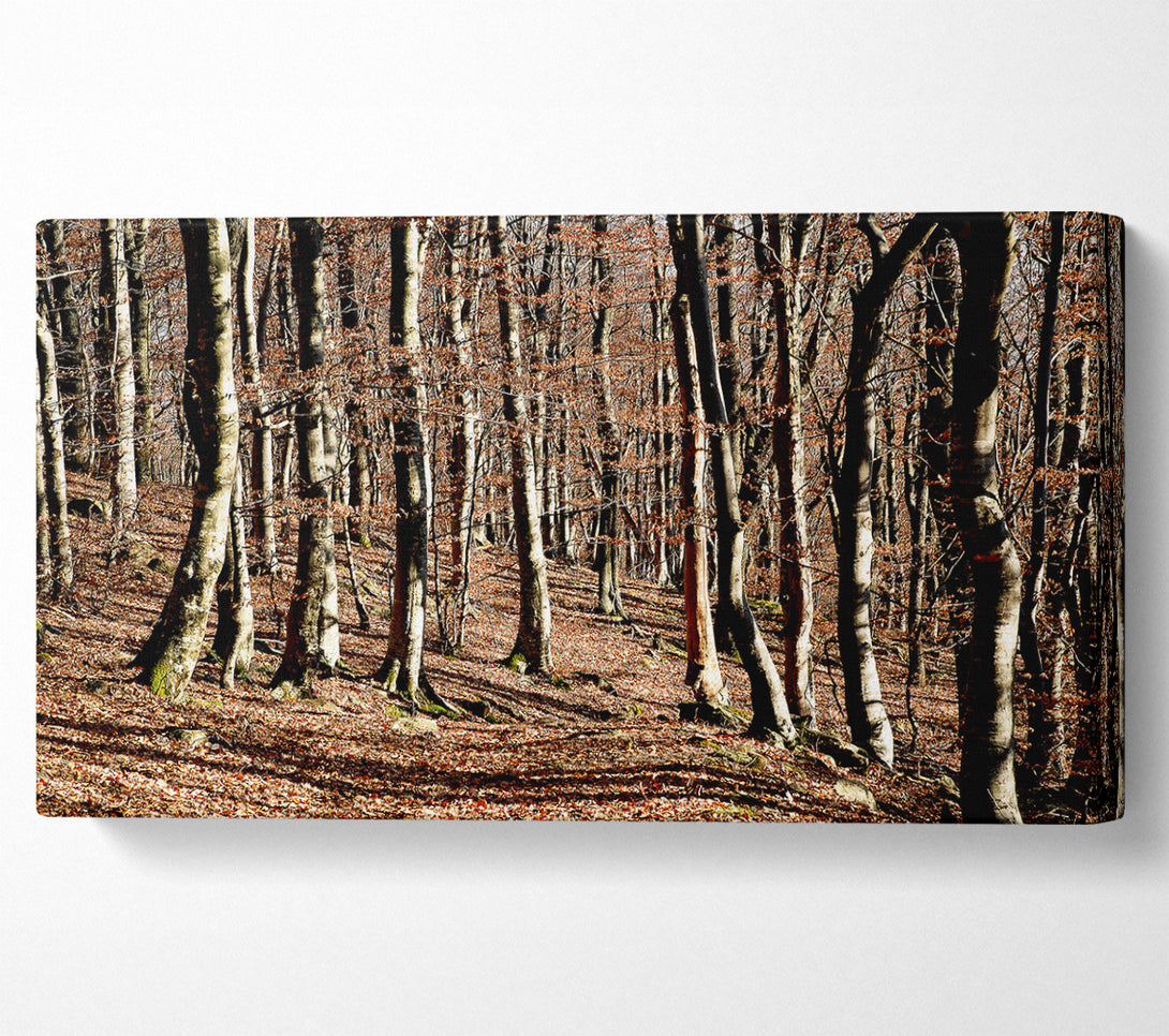  A Canvas Print of Woodland Beauty Canvas Art