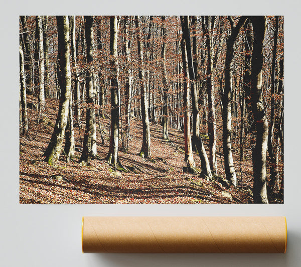 Woodland Beauty Poster