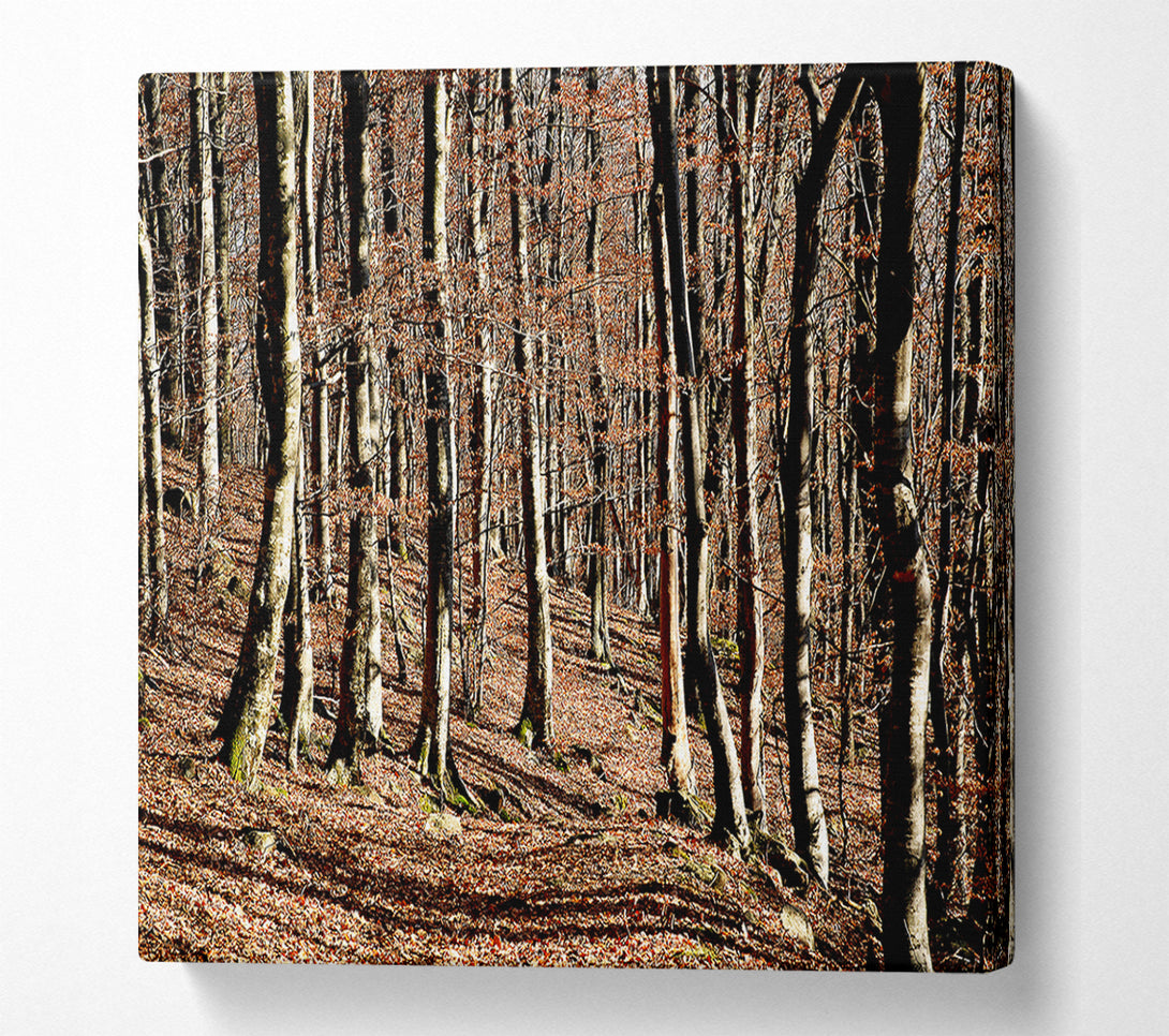  A Canvas Print of Woodland Beauty Canvas Art