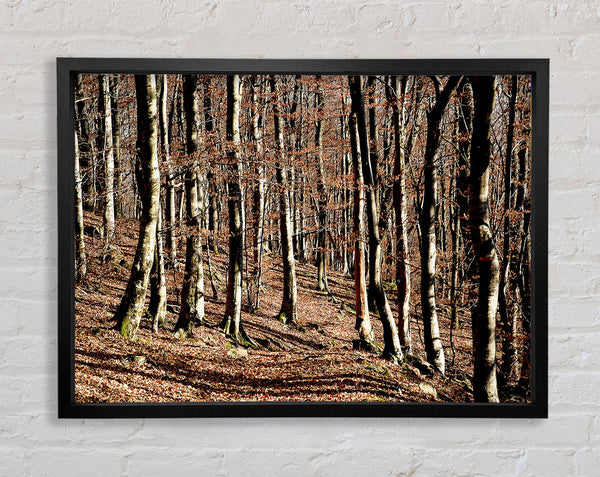Woodland Beauty Framed Print