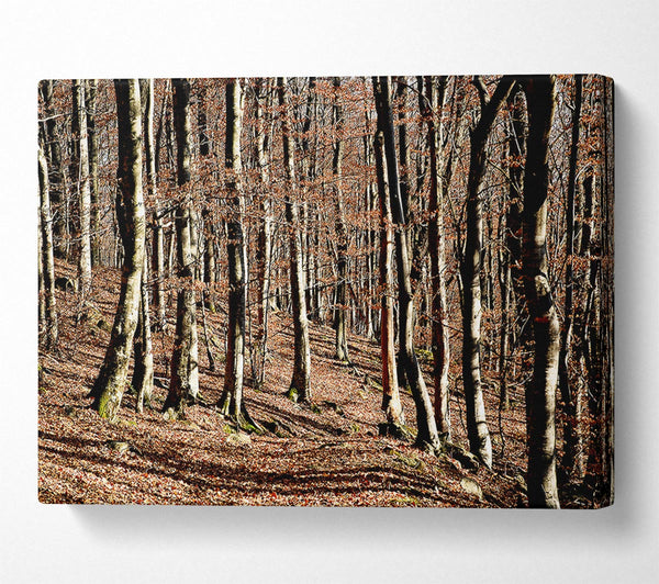  A Canvas Print of Woodland Beauty Canvas Art