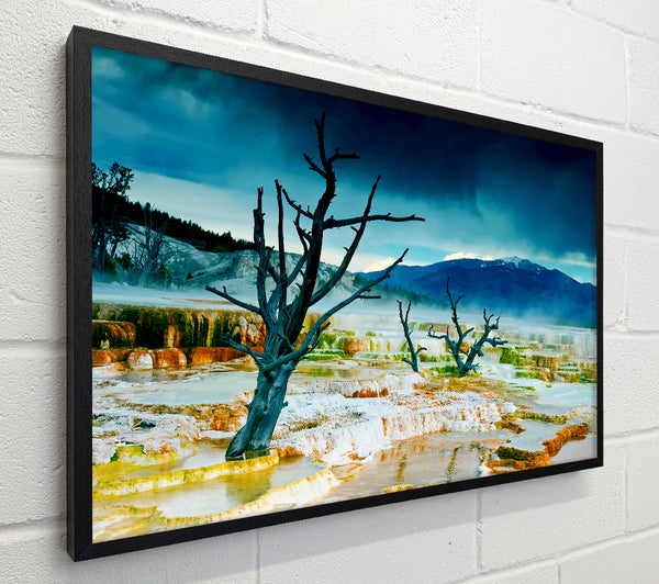 Snow Desert Trees