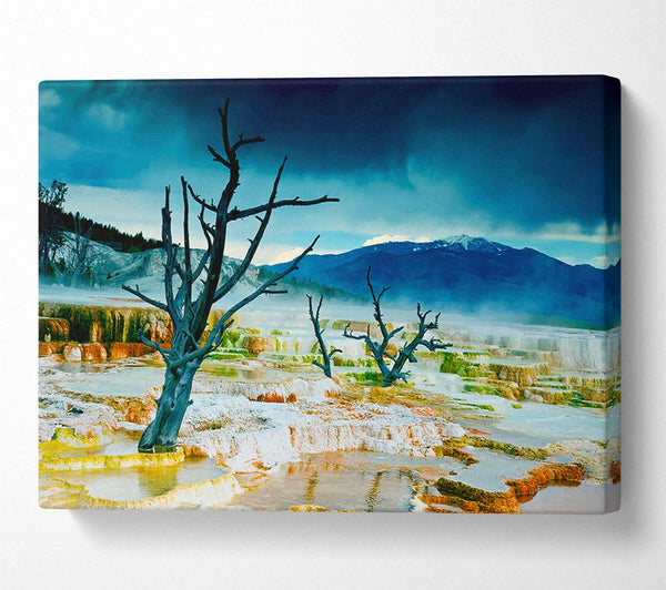  A Canvas Print of Snow Desert Trees Canvas Art