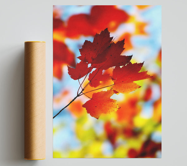 Sun Through The Autumn Leaves Giclee Print