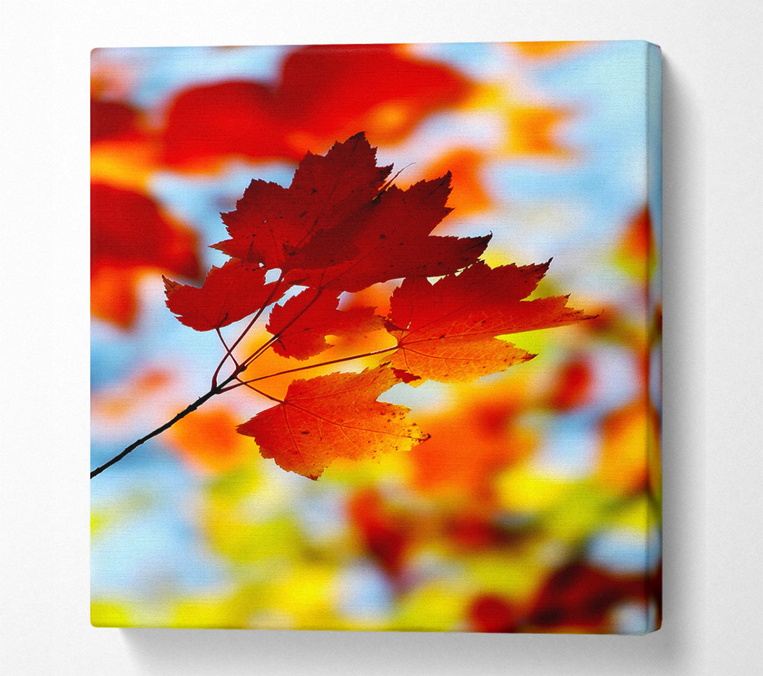  A Canvas Print of Sun Through The Autumn Leaves Canvas Wall Art
