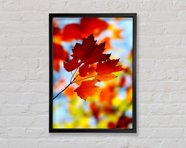 Sun Through The Autumn Leaves Framed Print