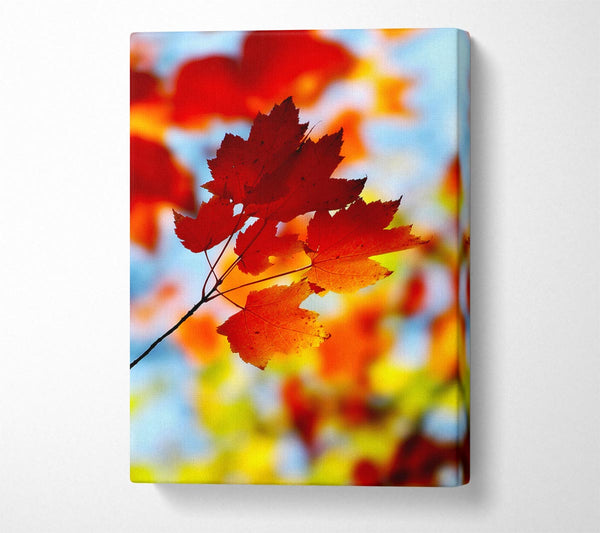  A Canvas Print of Sun Through The Autumn Leaves Canvas Wall Art